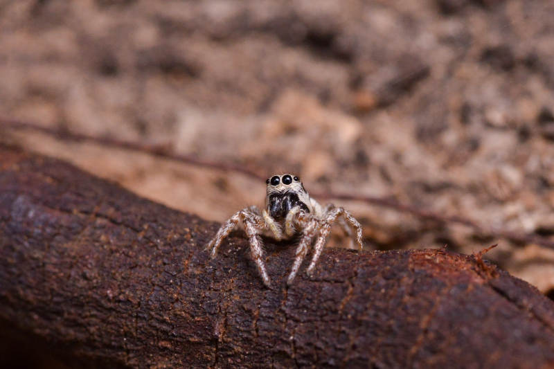 跳跃蛛栖息树干图片