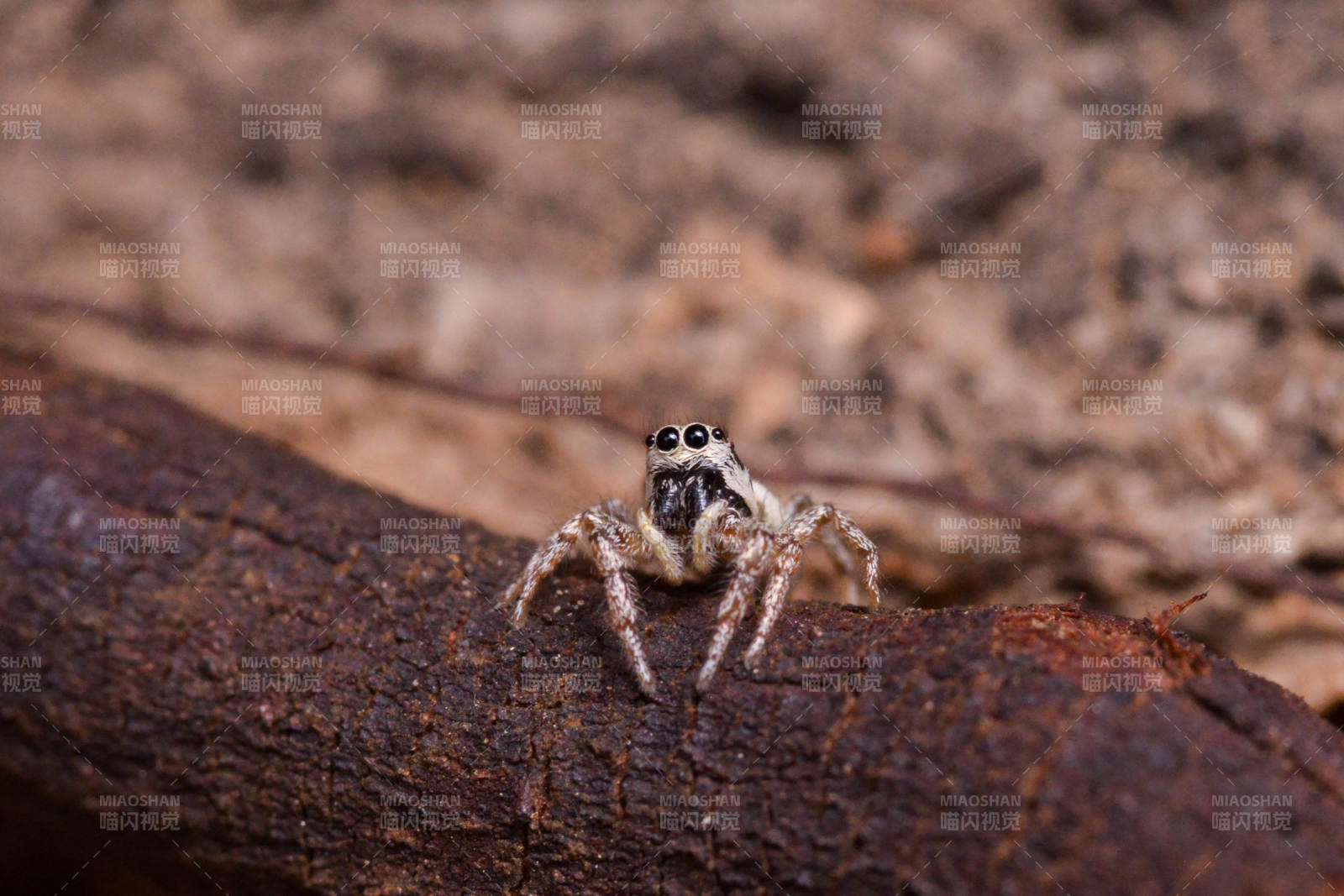 跳跃蛛栖息树干图片