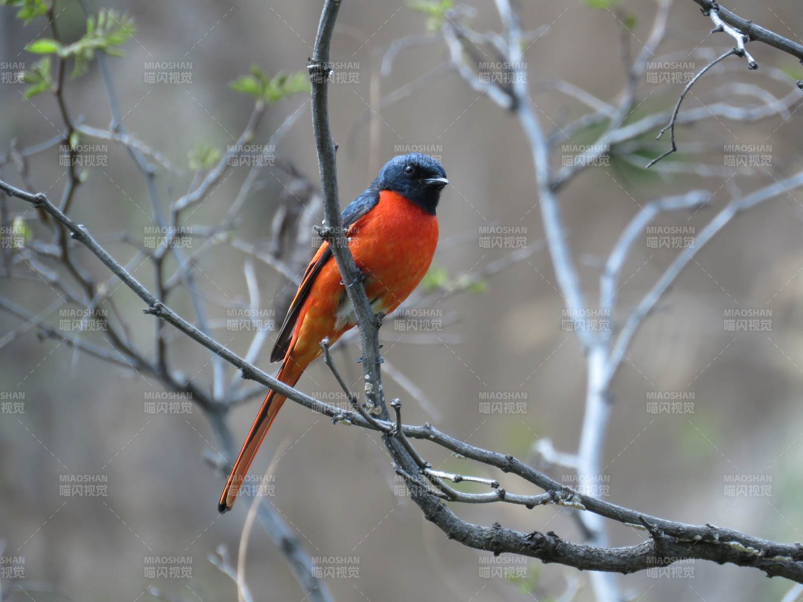红腹灰头鸟栖枝图片