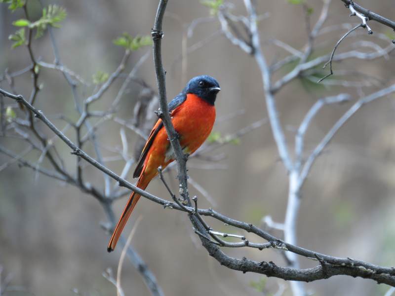 红腹灰头鸟栖枝图片
