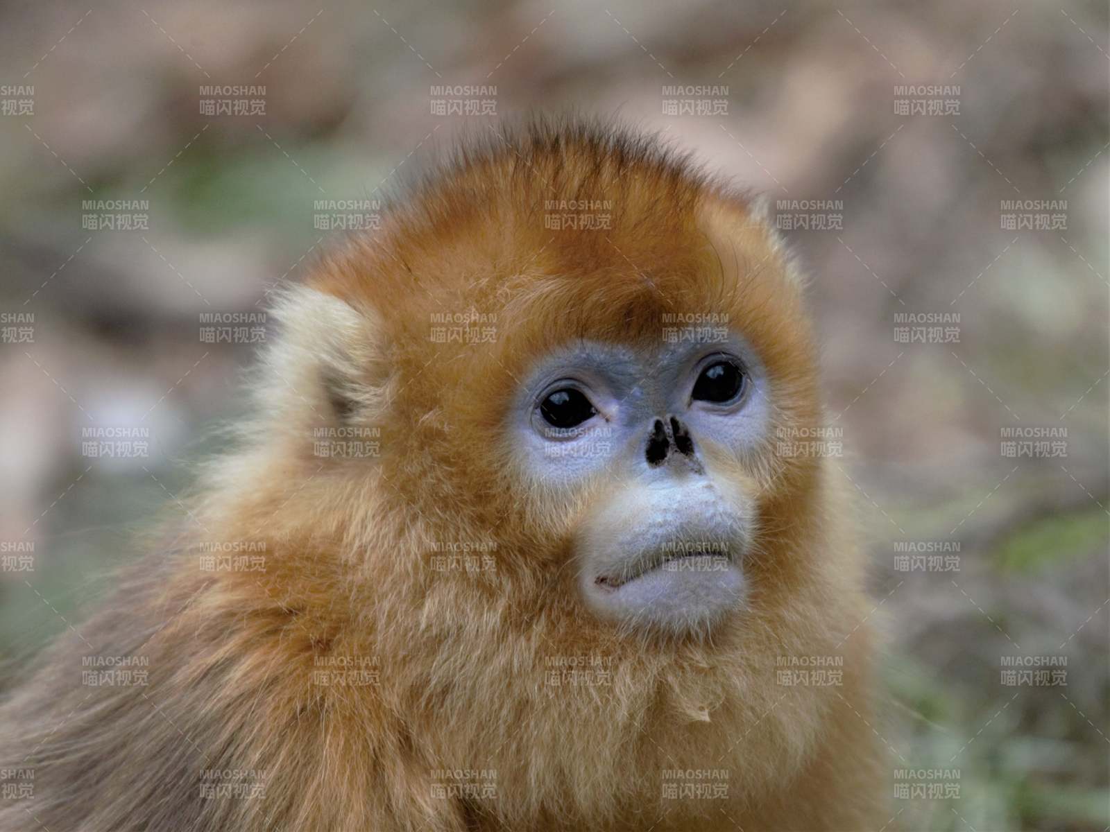 金丝猴特写图片