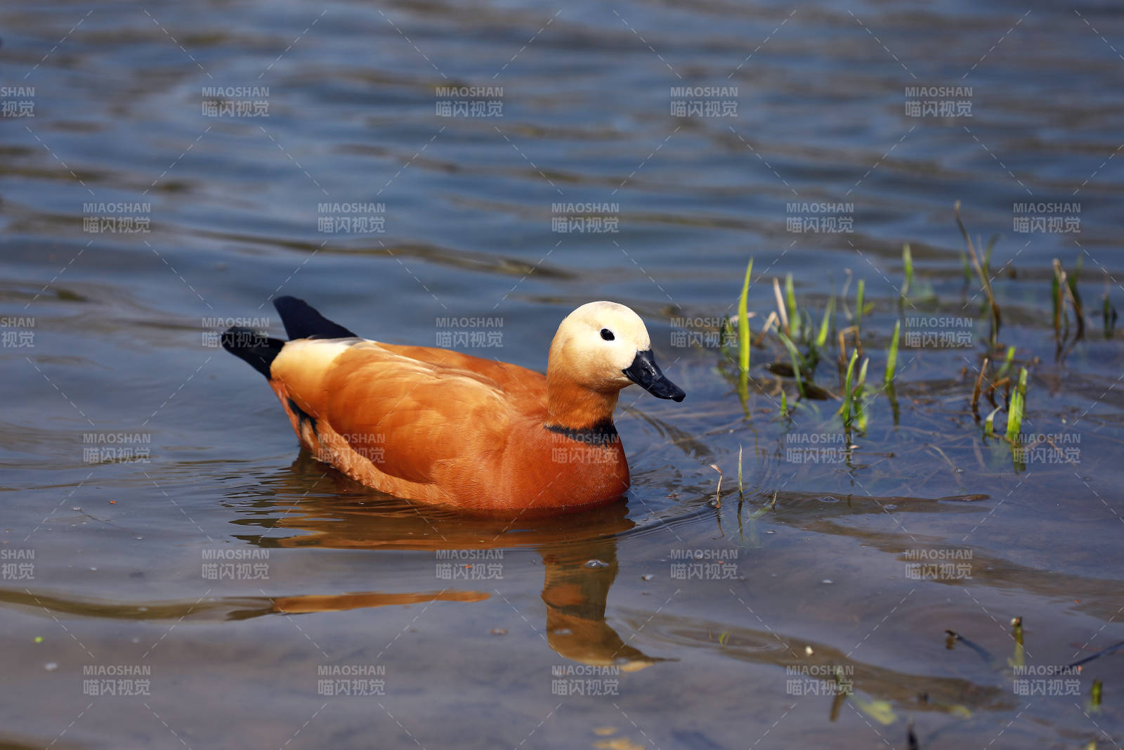 赤麻鸭水中游弋图片
