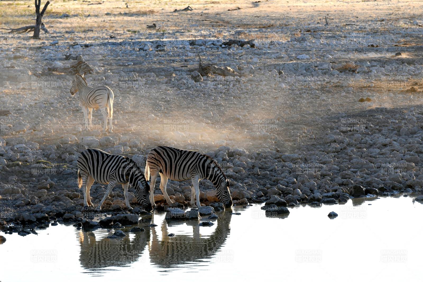 斑马饮水图图片