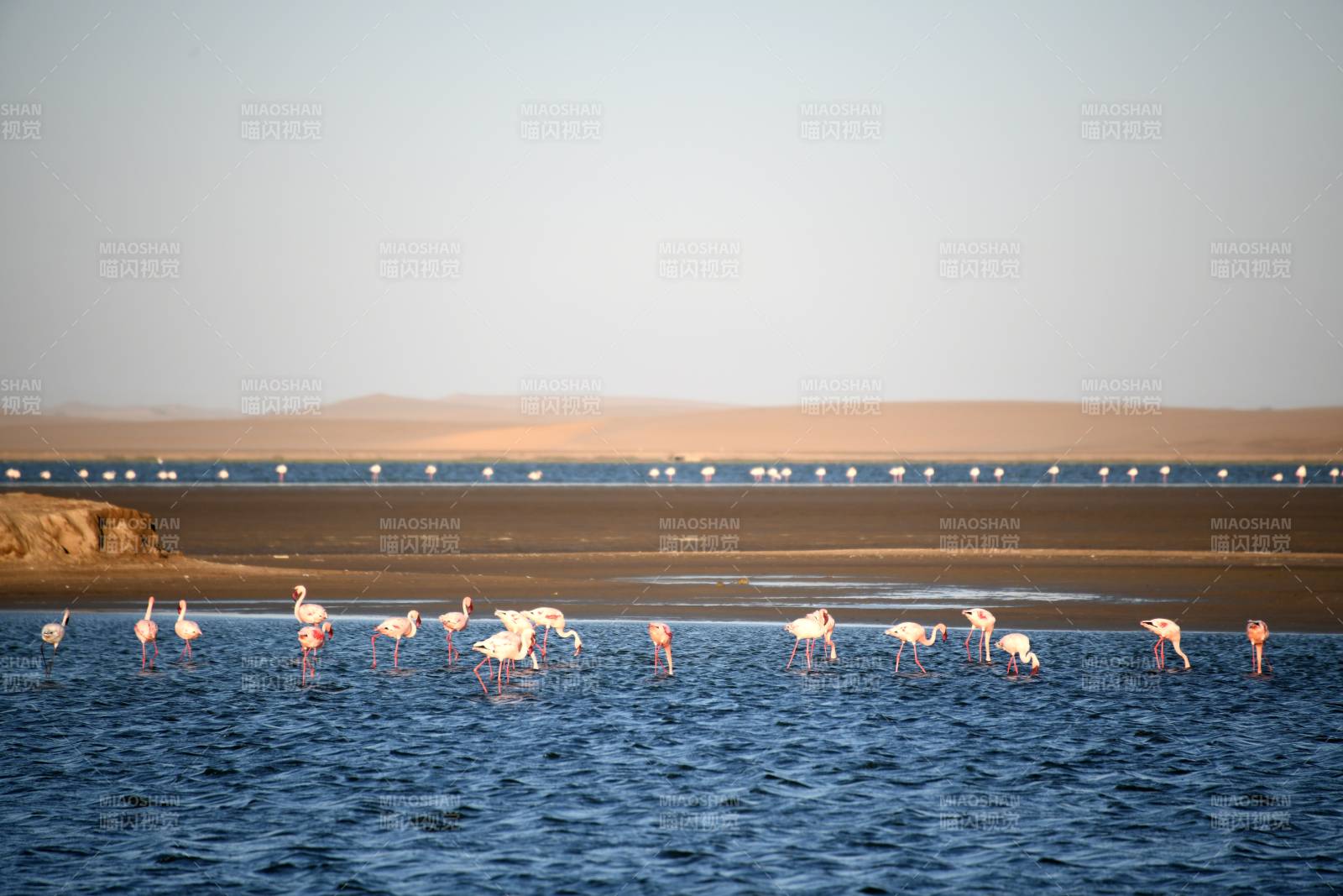 纳米比亚粉红火烈鸟栖息湖畔图片