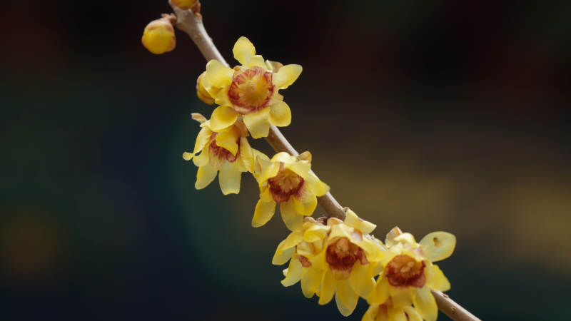 蜡梅绽放枝头图片