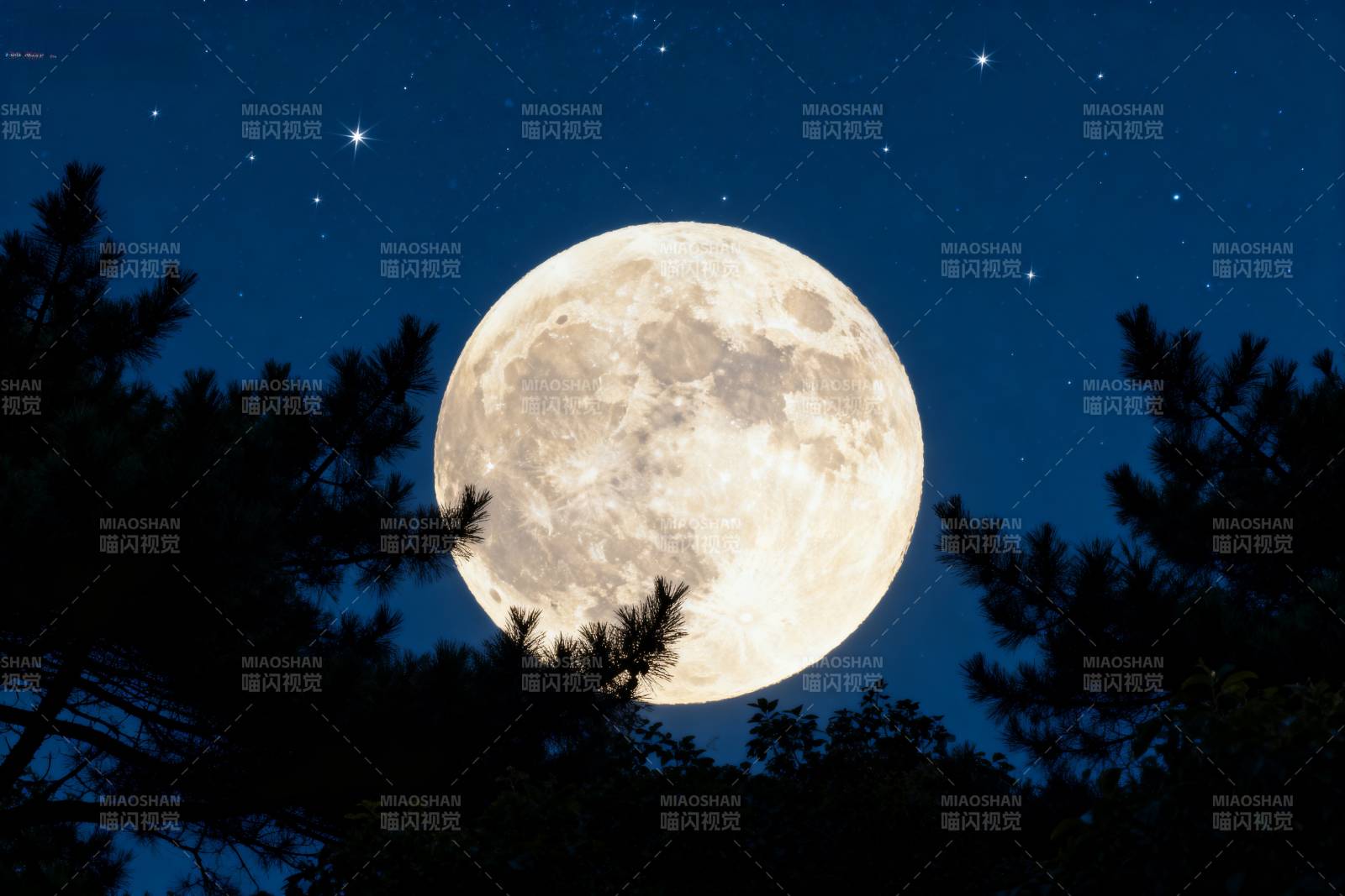 明月照林梢图片