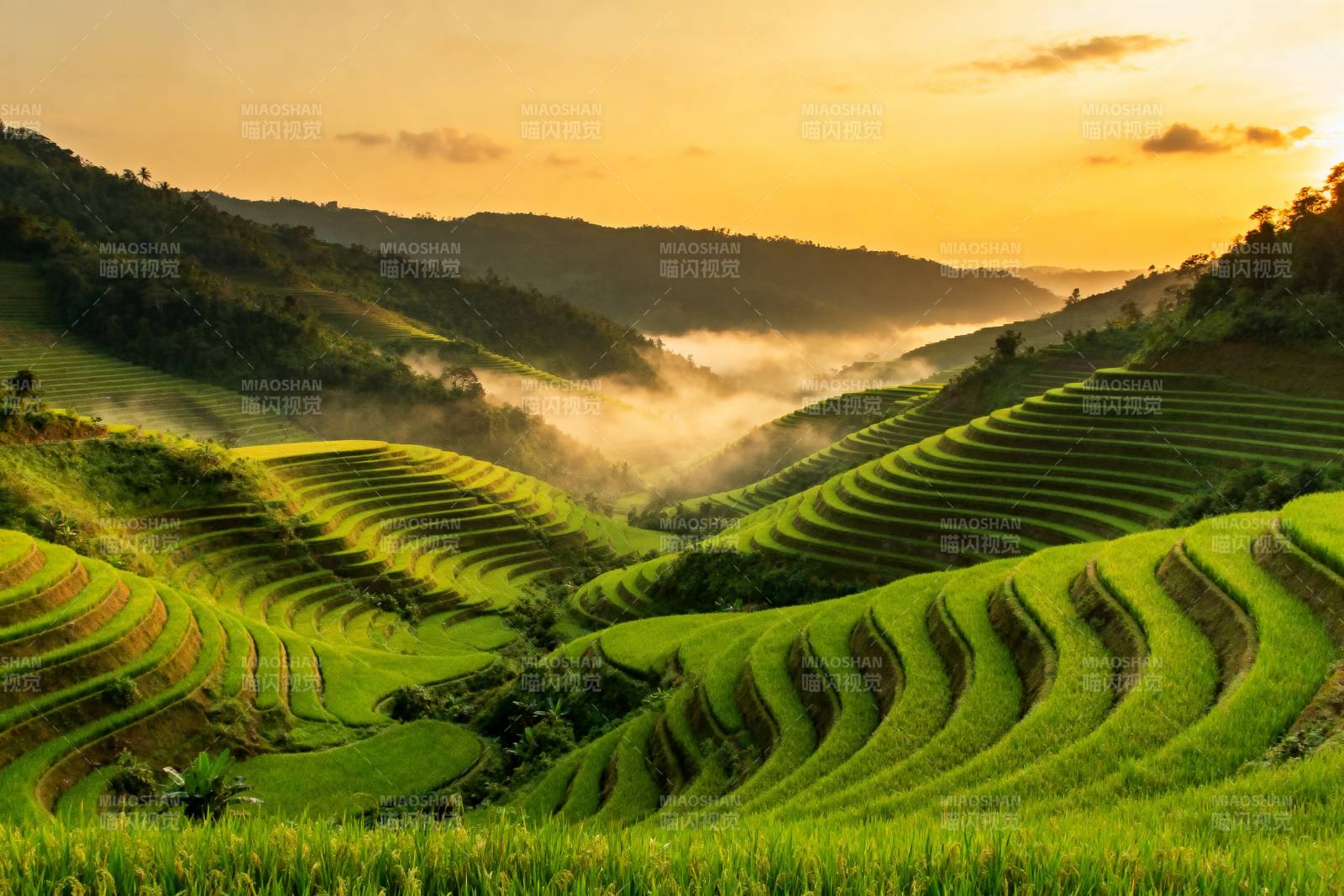 梯田晨曦图片