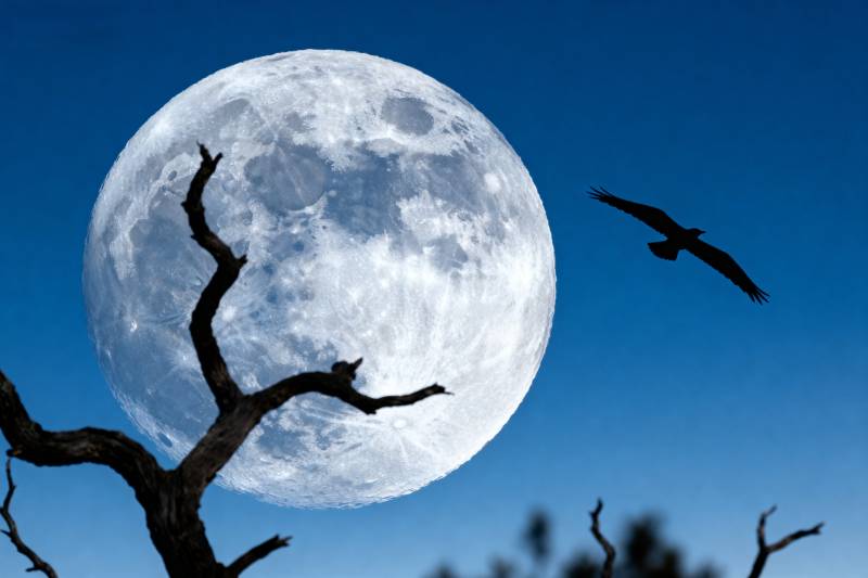 月夜飞鸟剪影图片