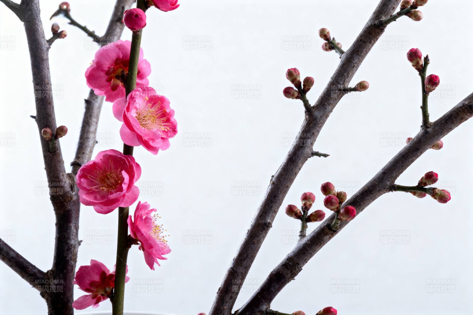 梅花绽放枝头图片