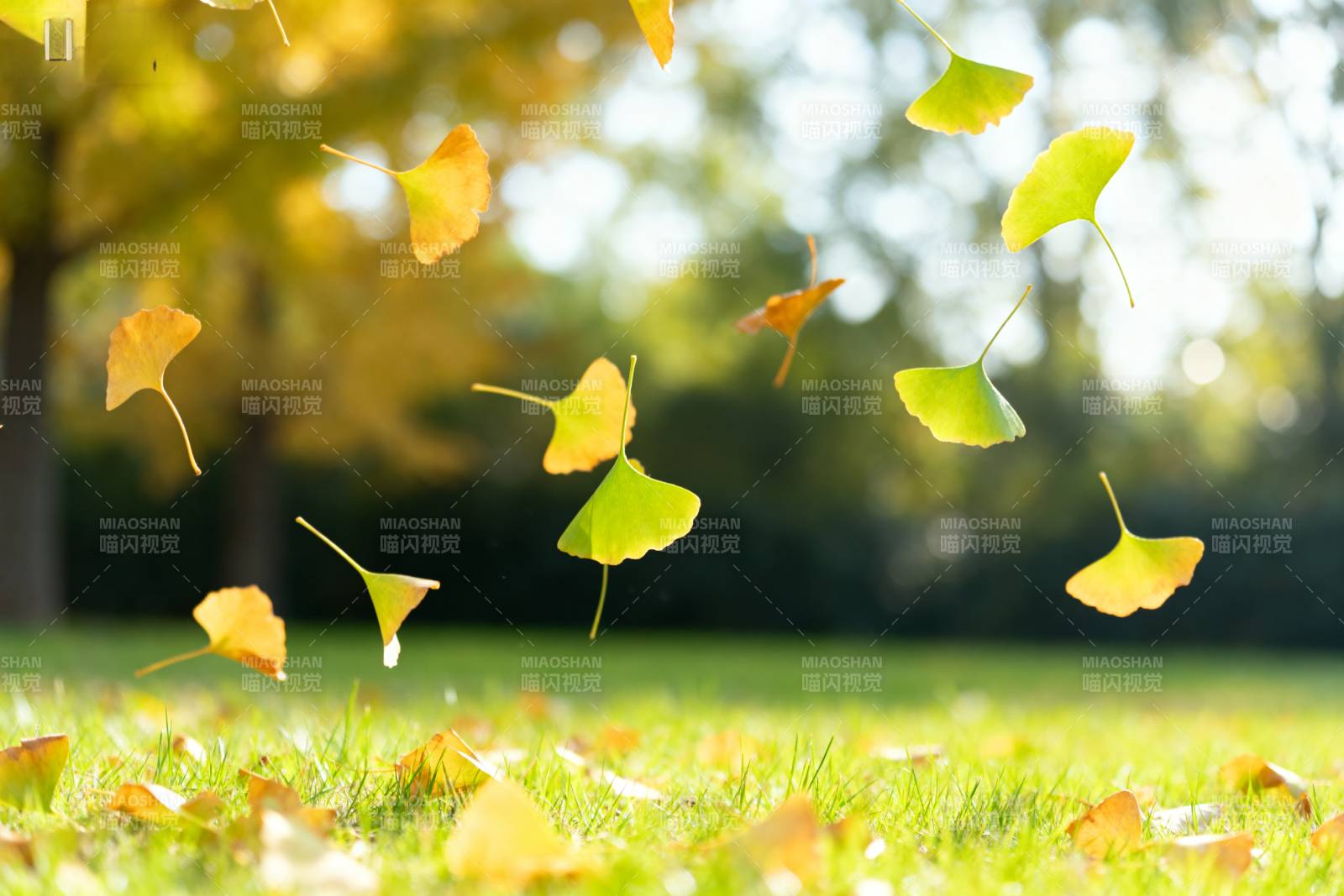 秋叶飘落草地图片