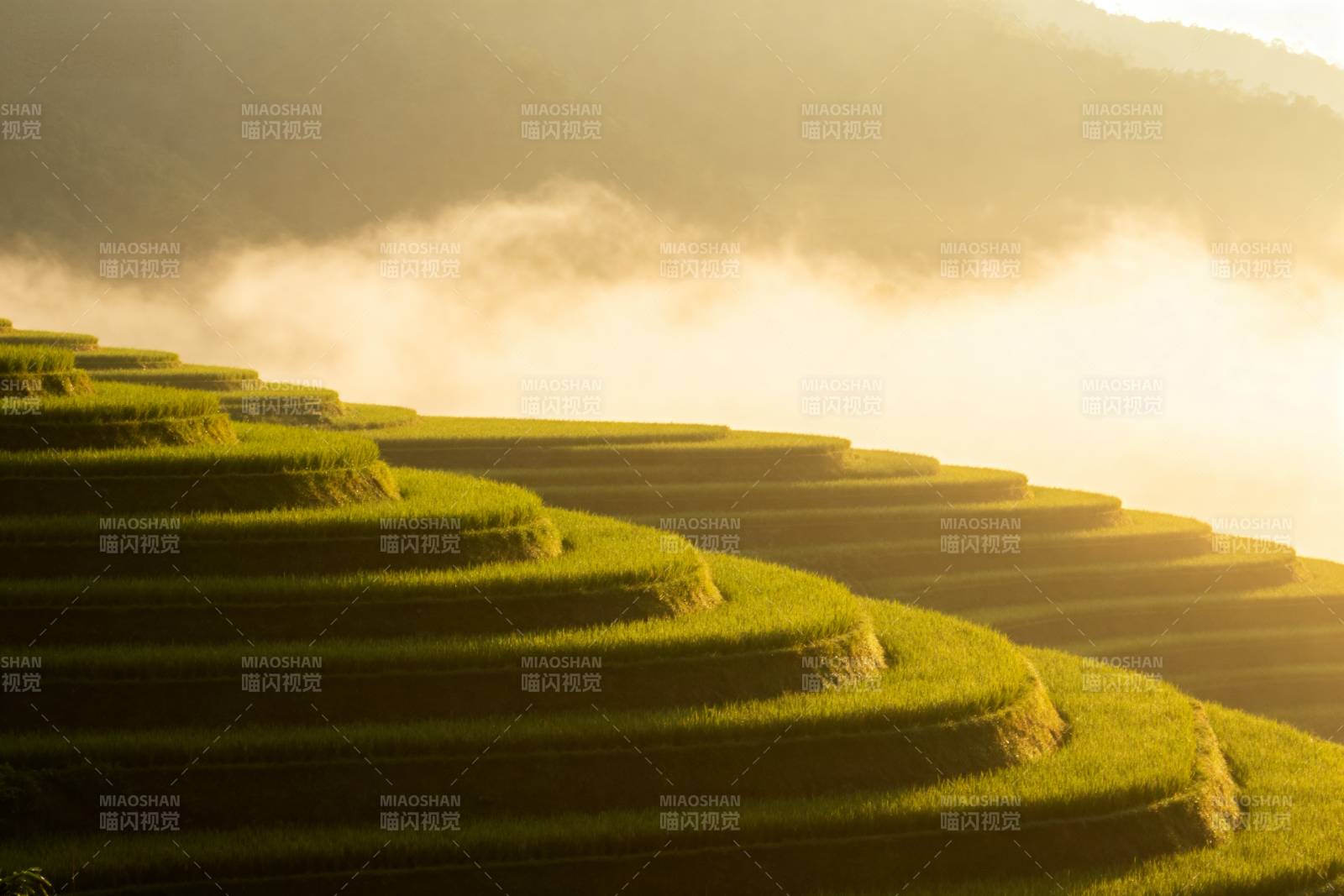 梯田晨曦图片