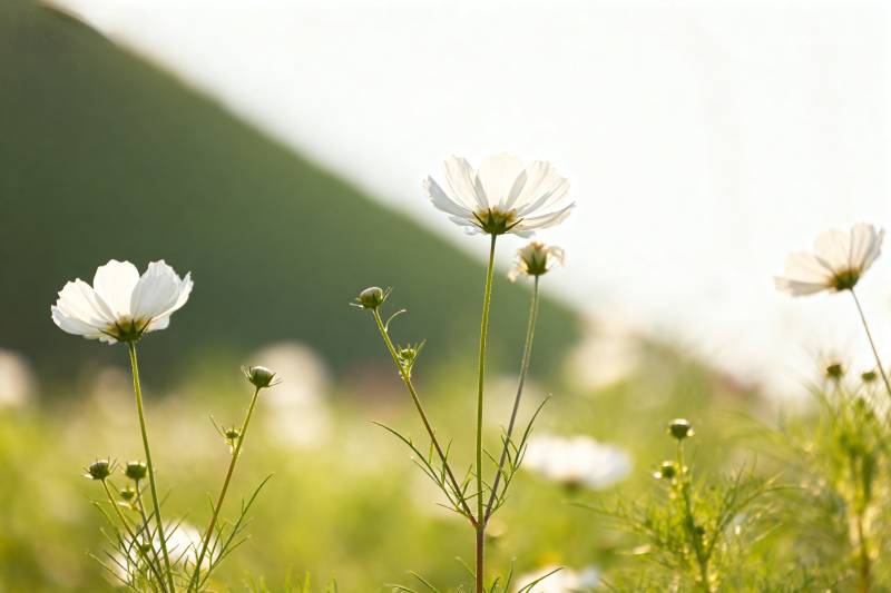 花海中的白色小花图片