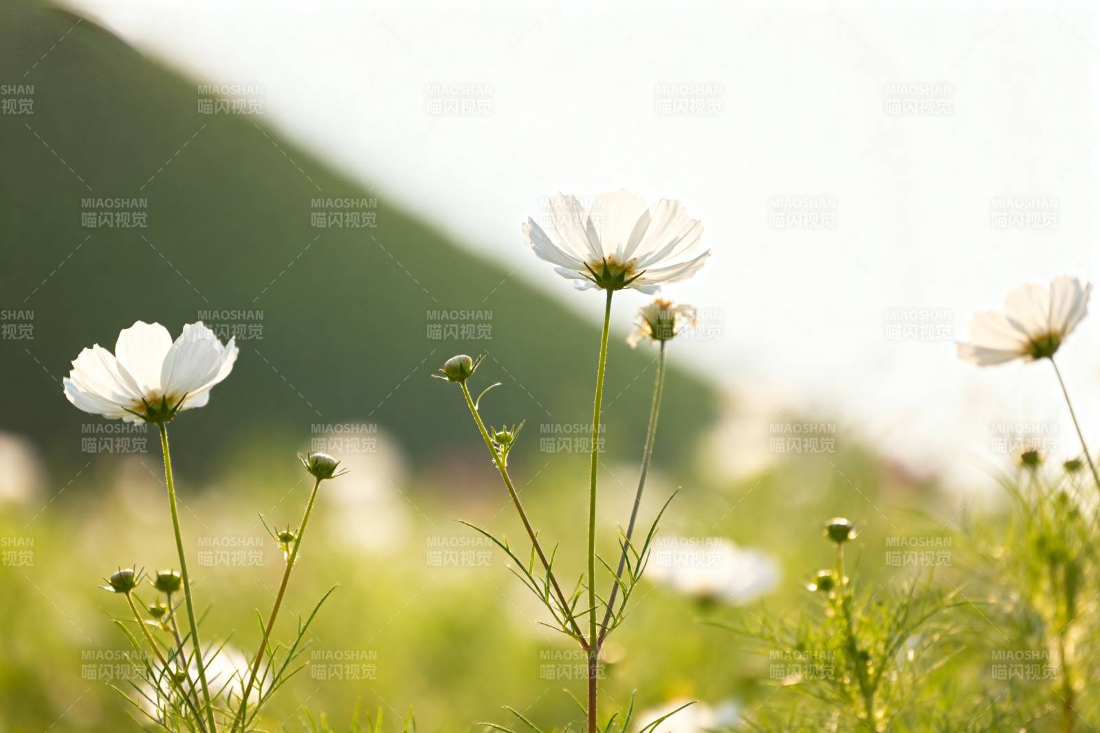 花海中的白色小花图片