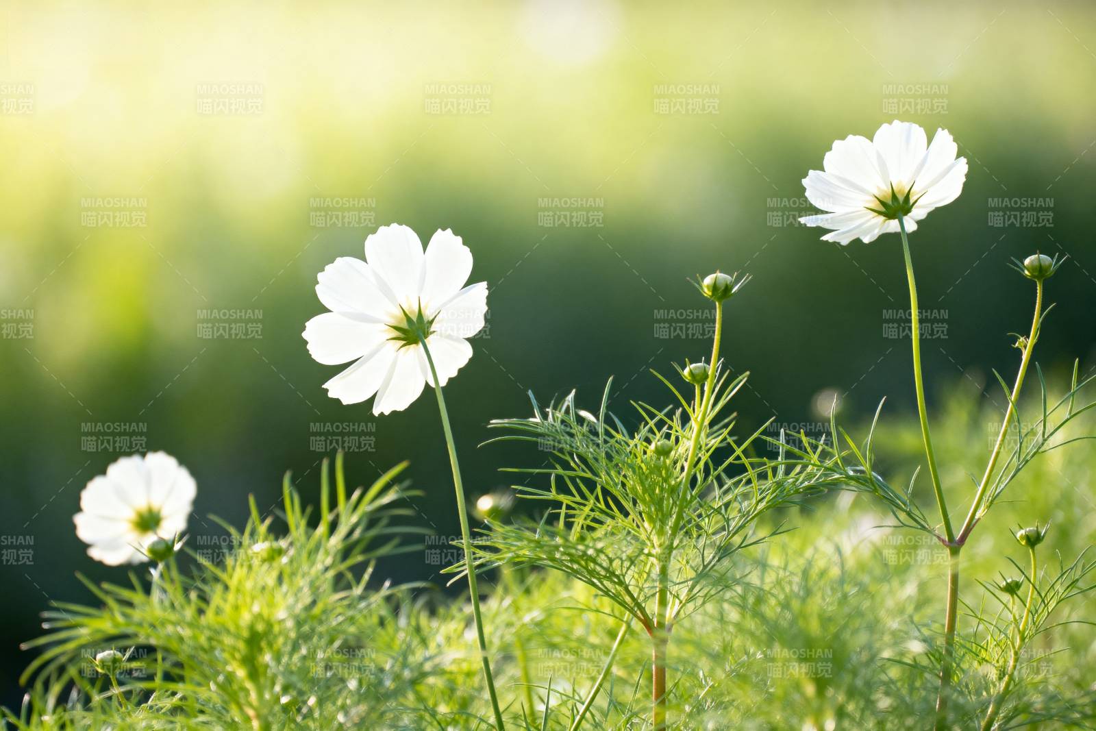 白花绿叶春景图片