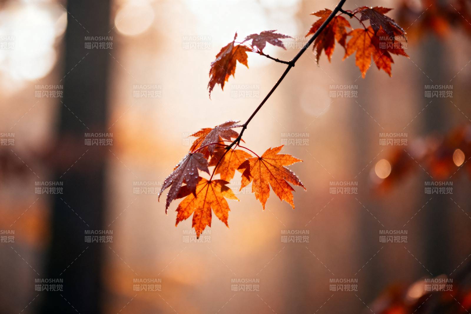 秋叶映光图片