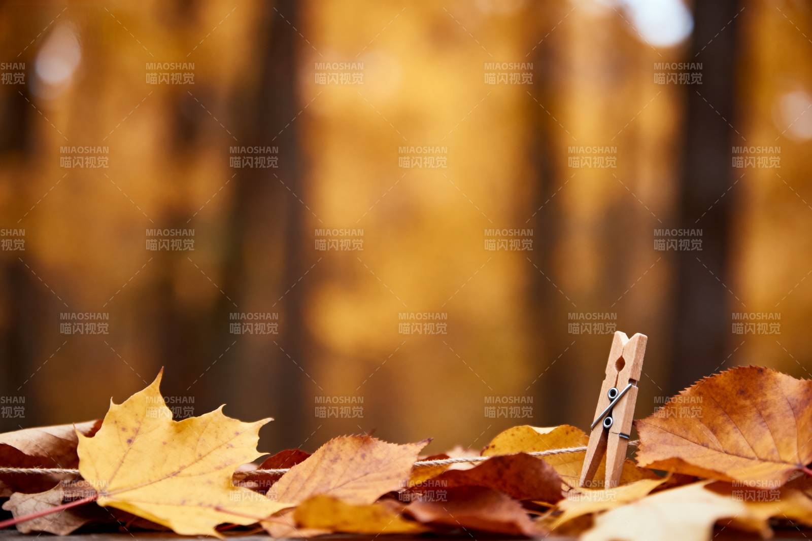 秋叶与夹子图片