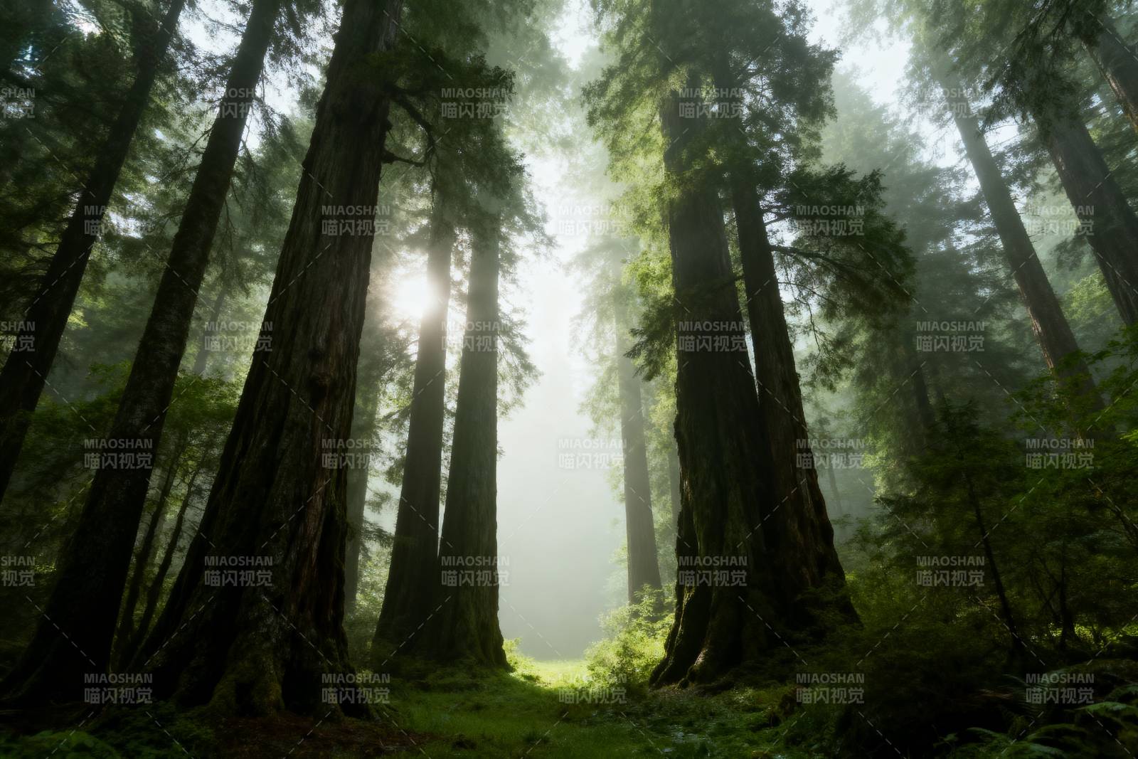晨光穿透森林图片