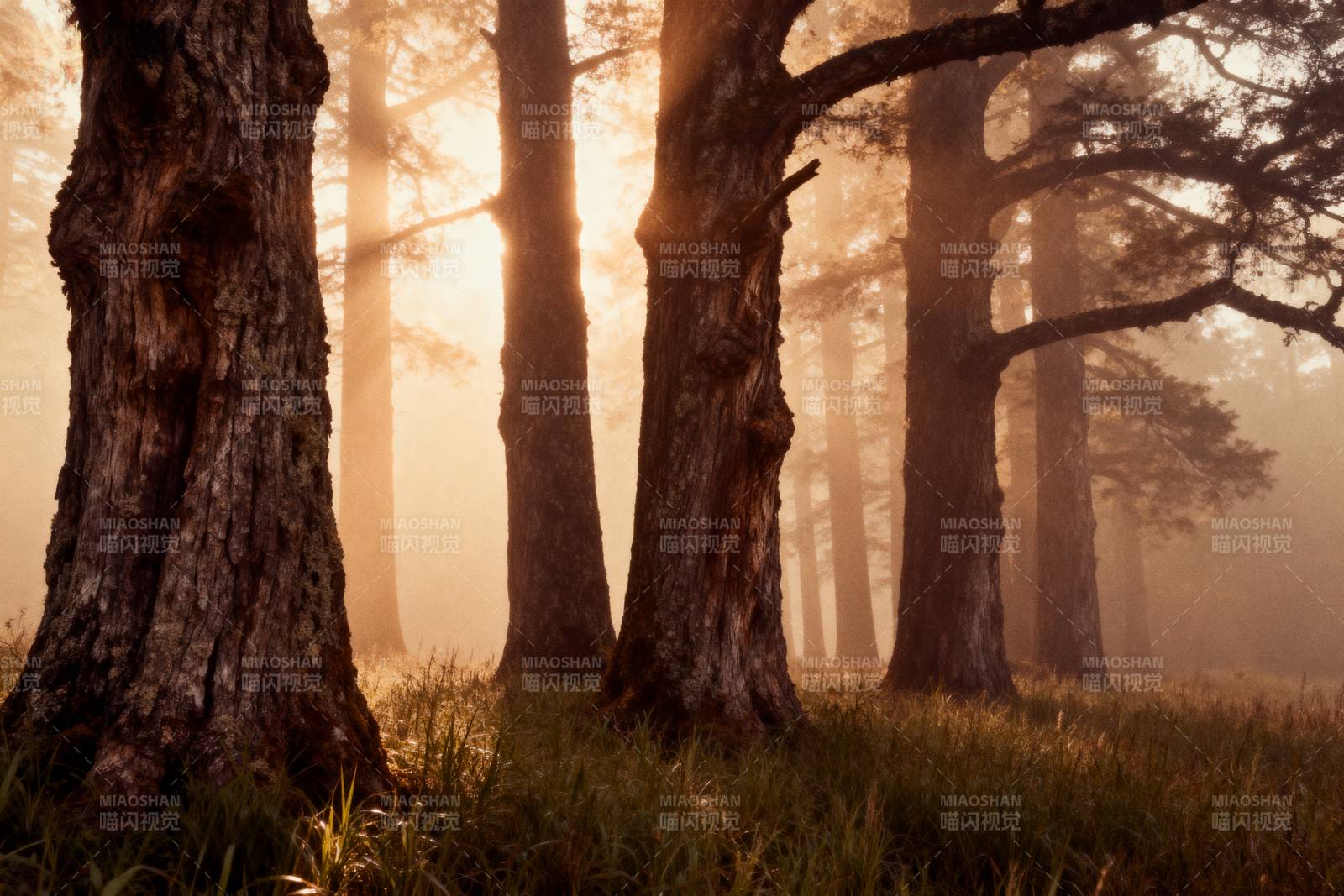 晨雾森林光影图片