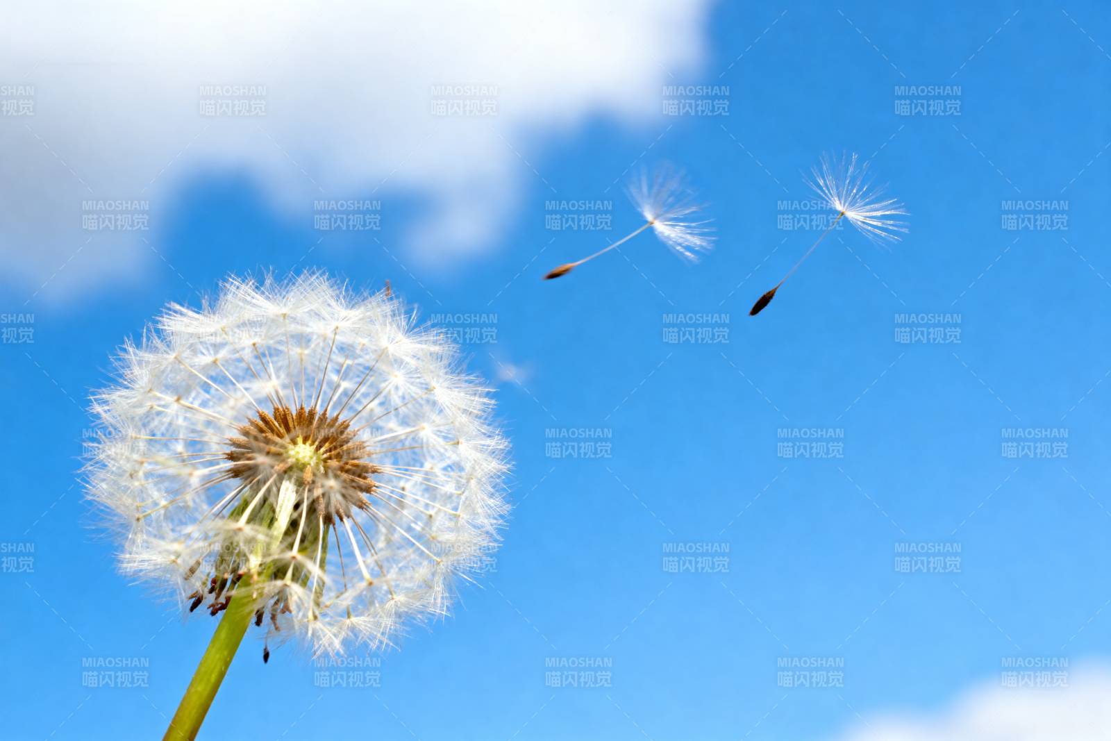 蒲公英随风飘散图片