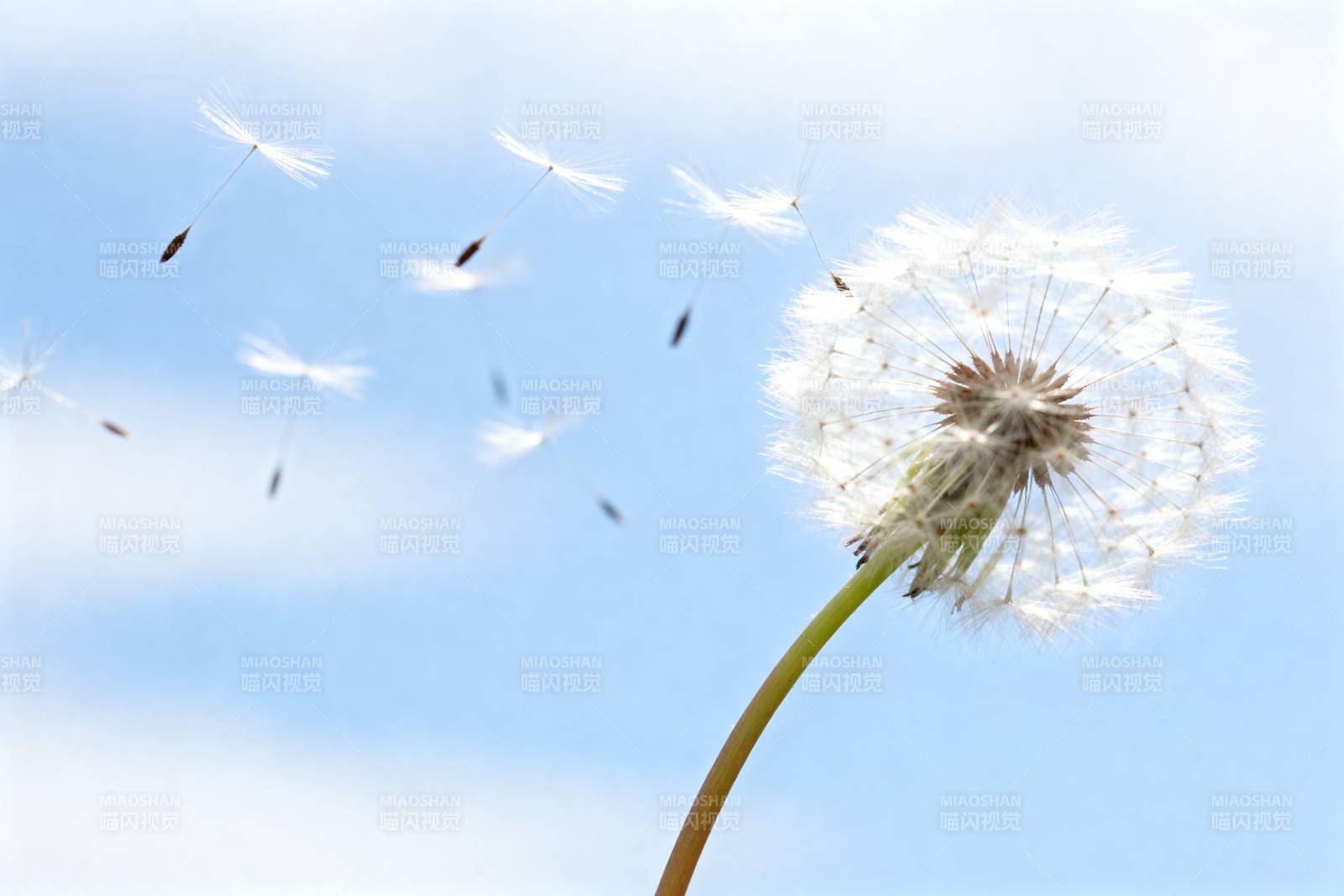 蒲公英飘飞图片