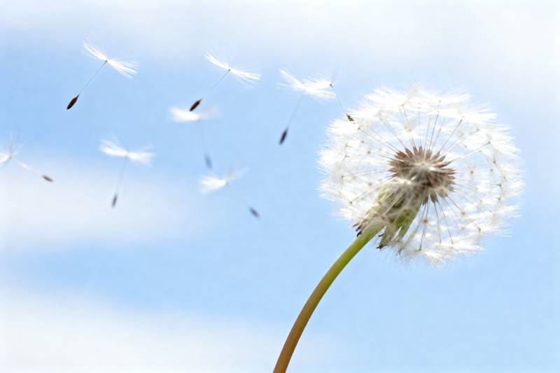 蒲公英飘飞图片