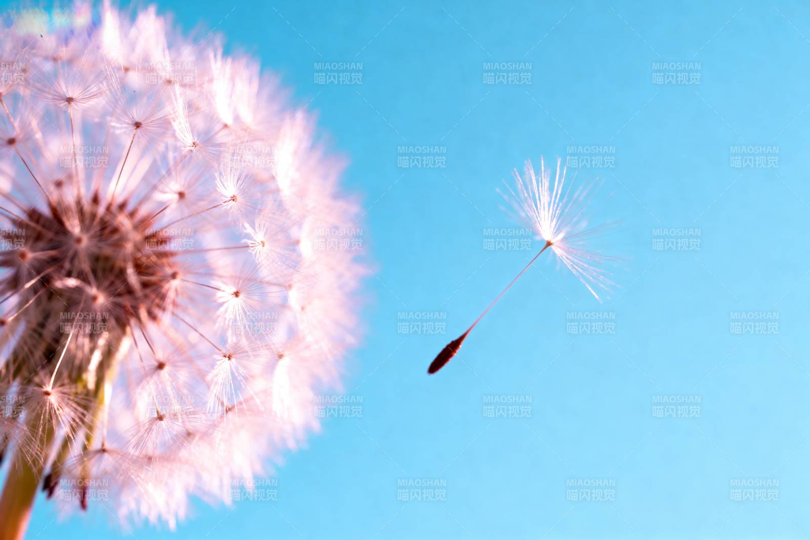 蒲公英随风飘散图片