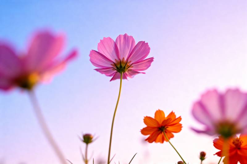 花影映蓝天图片