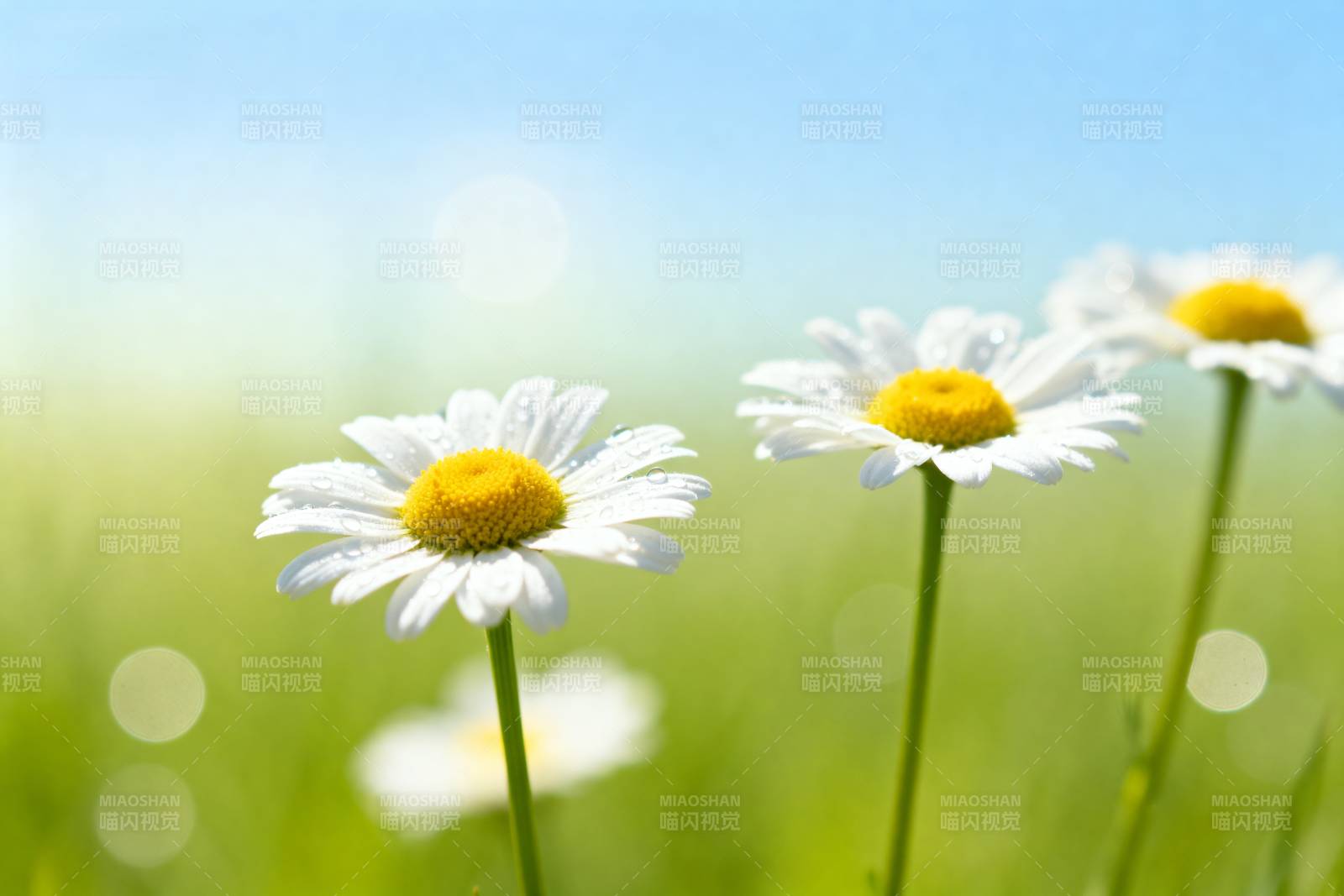 雏菊绽放春日图片