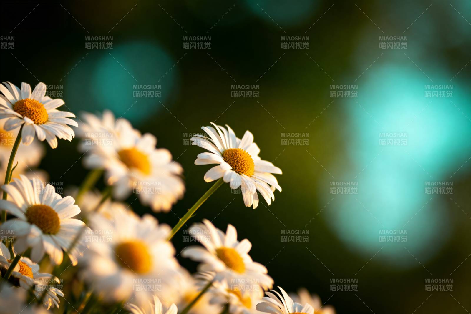 雏菊绽放 春意盎然图片