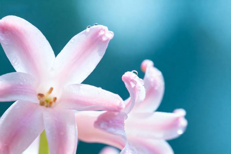 粉嫩风信子绽放图片