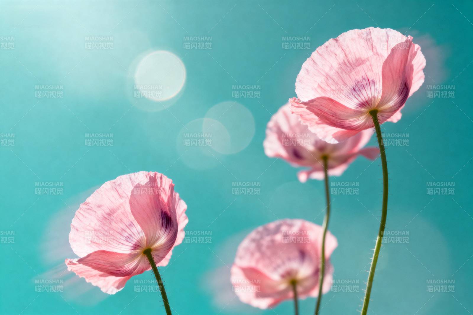 粉红罂粟花绽放图片