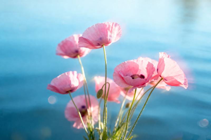 粉红罂粟湖畔绽放图片