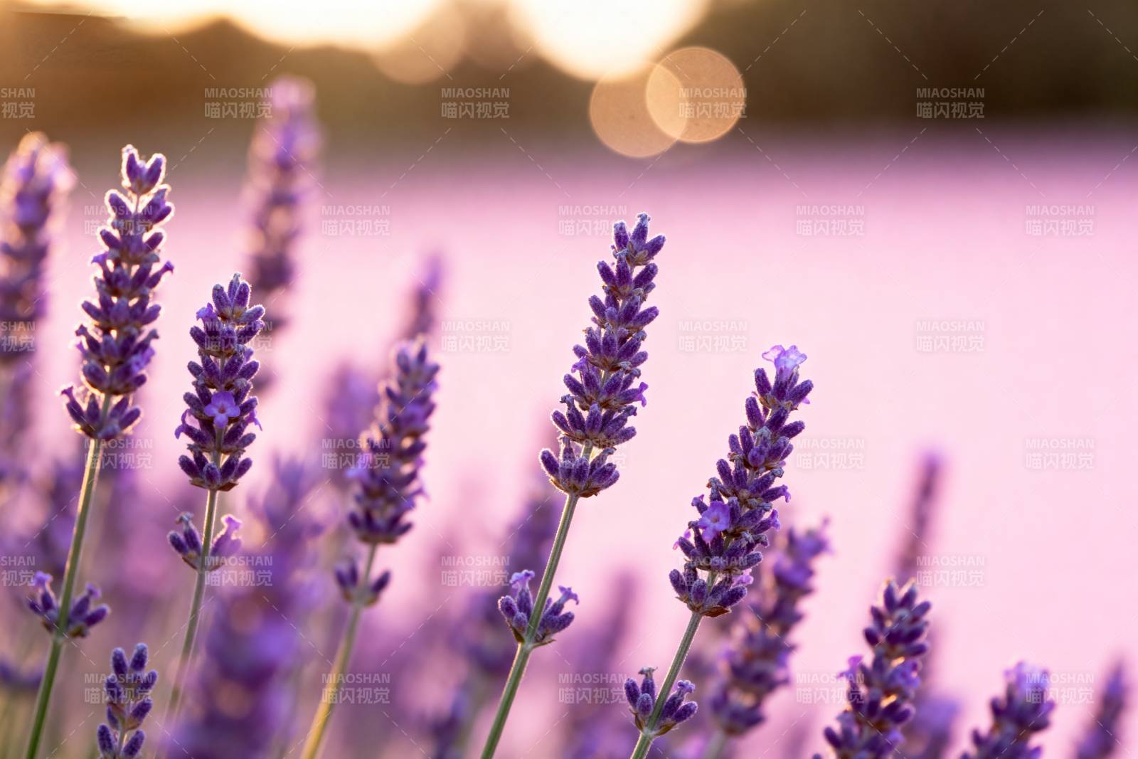 薰衣草花海日落图片