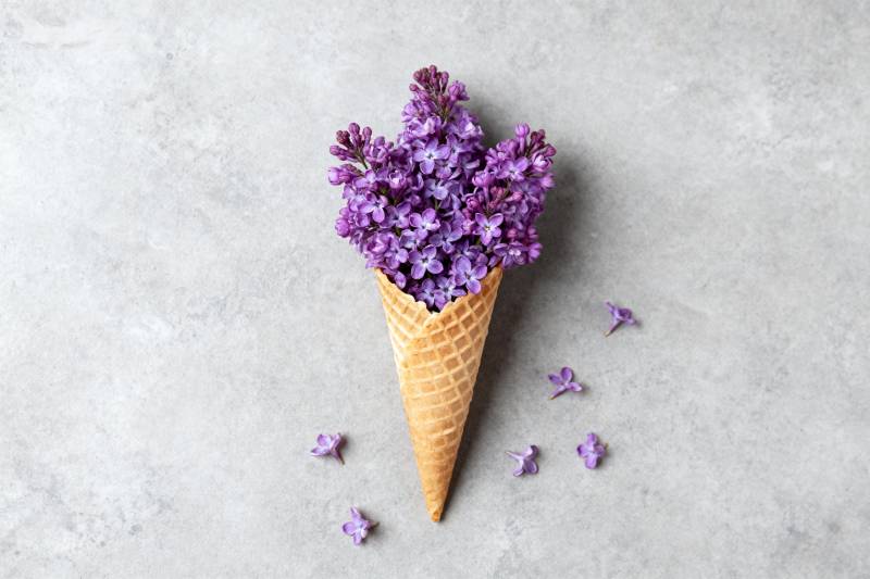紫花冰激凌锥图片