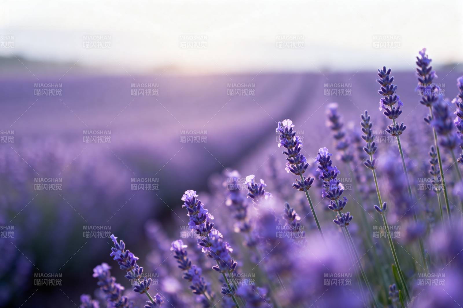 薰衣草田的紫色梦境图片