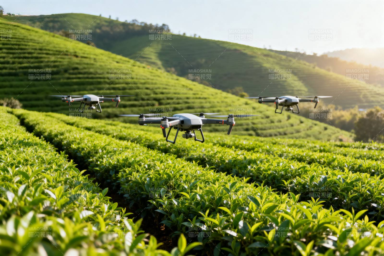 无人机茶园巡检图片