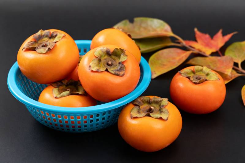 柿子秋色浓图片