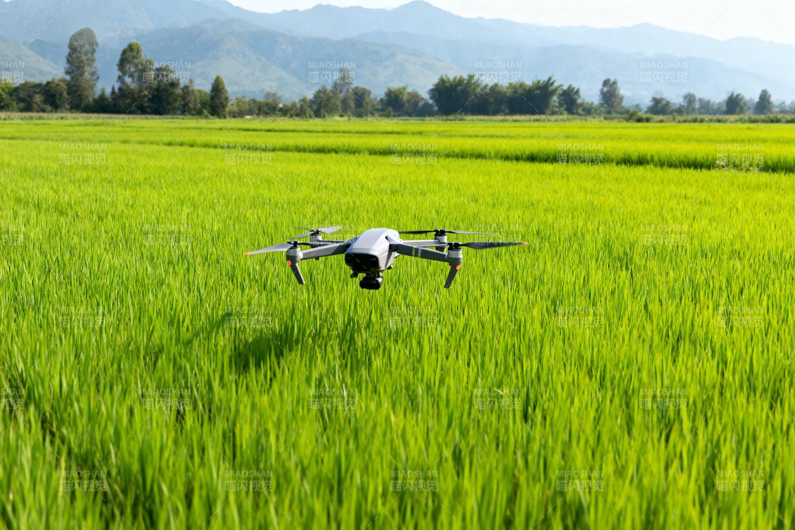无人机飞越稻田图片