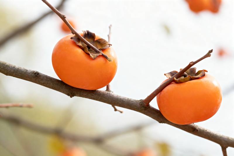 枝头柿子熟图片