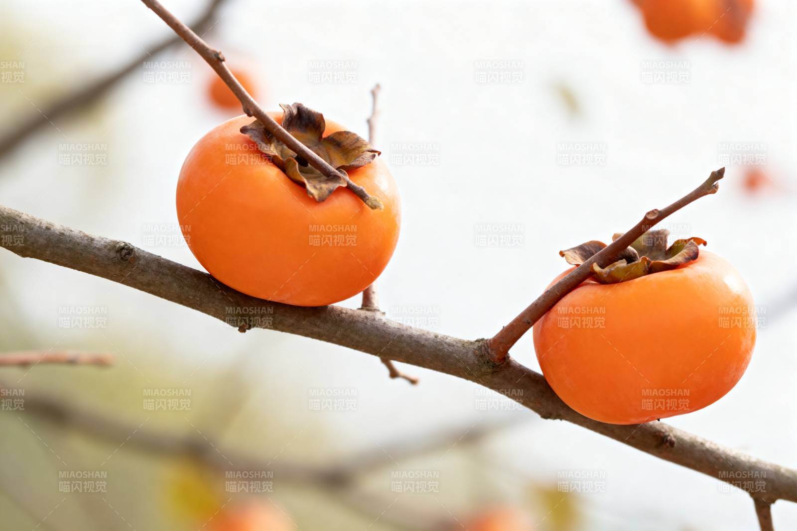 枝头柿子熟图片