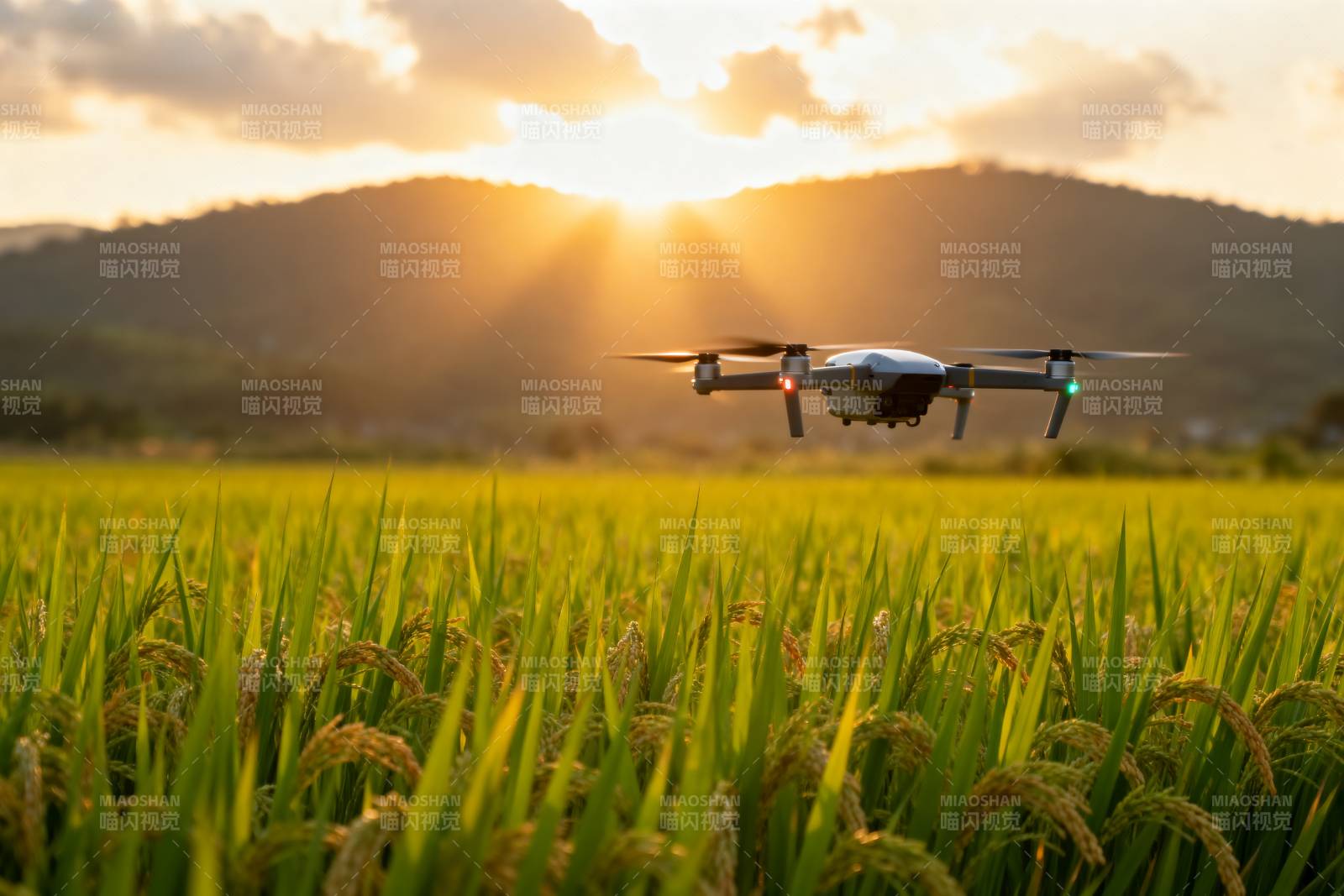 无人机飞越稻田图片