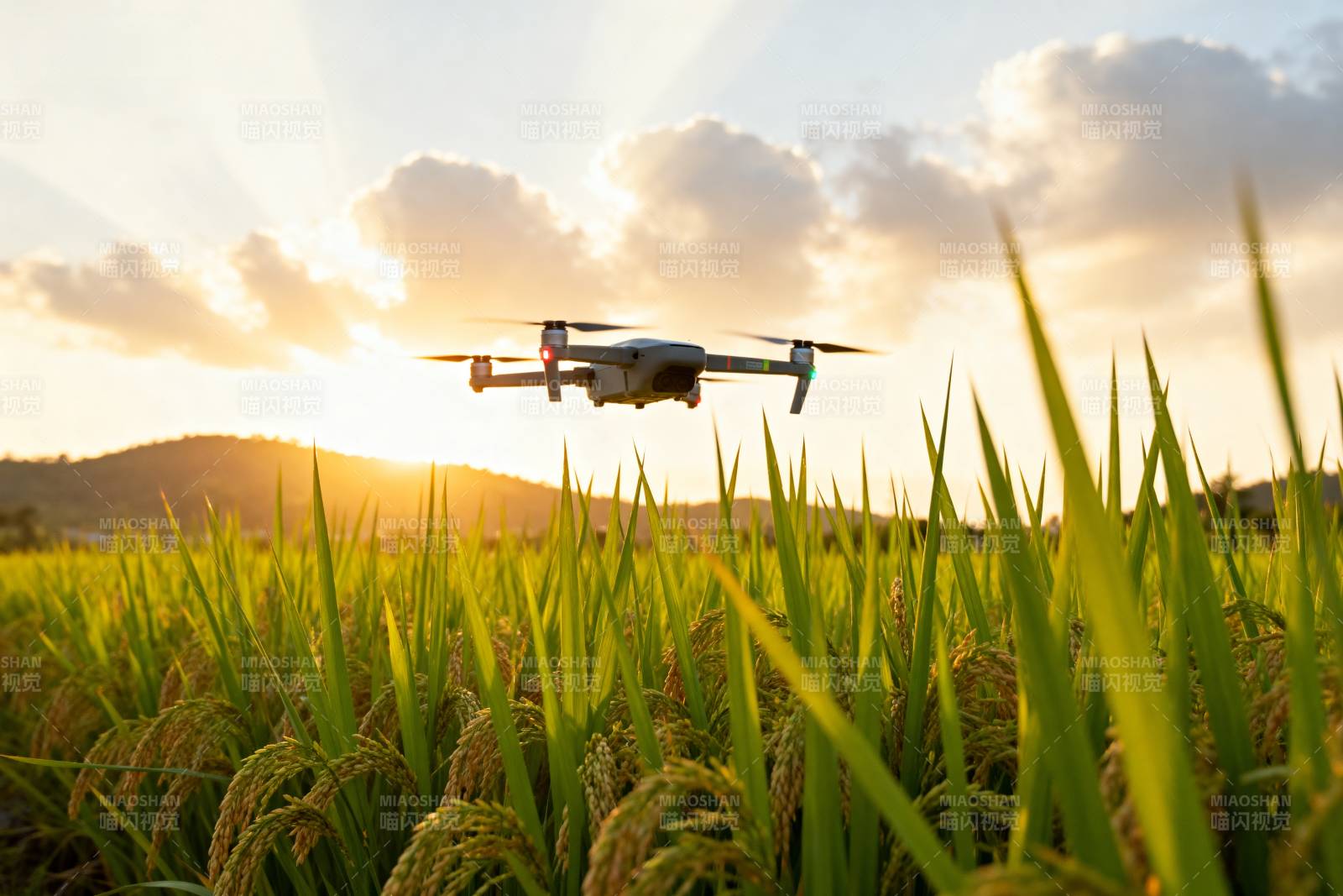 无人机巡田图片