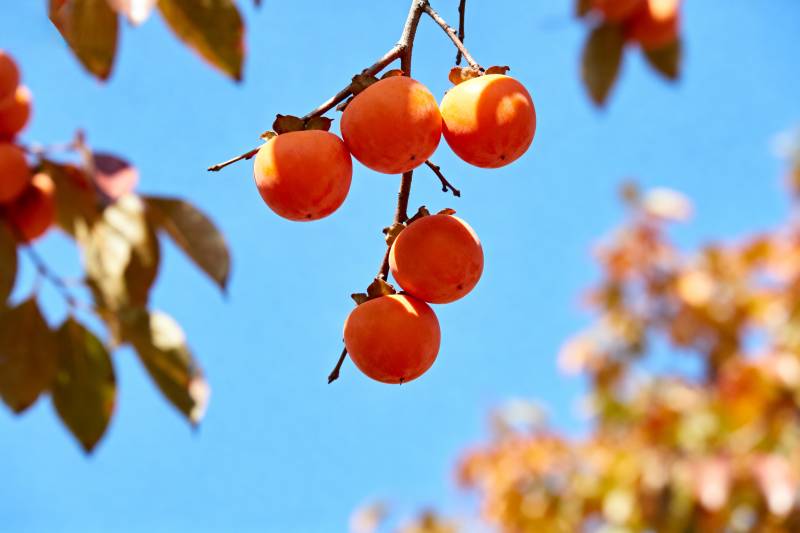 柿子挂枝头图片