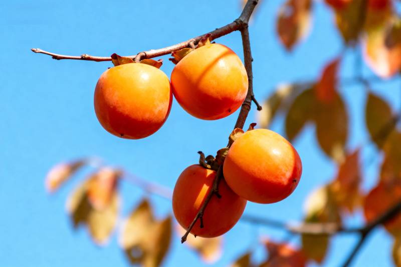 柿子挂枝头图片