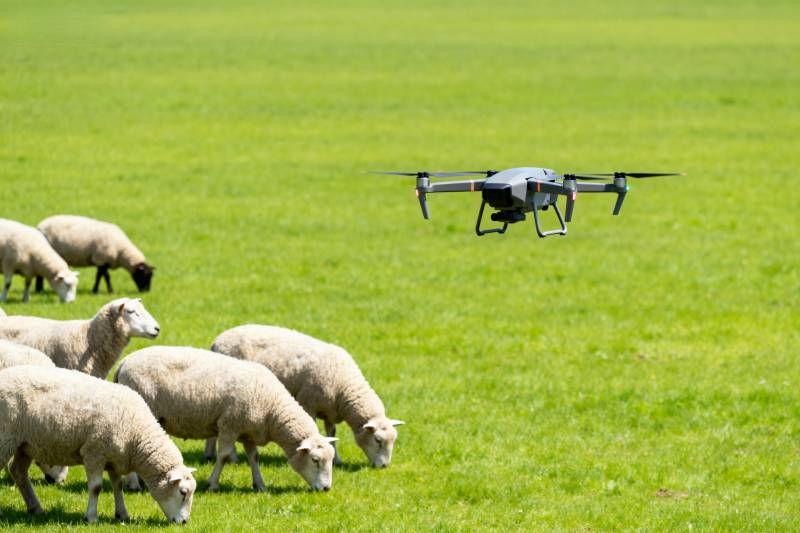 无人机牧羊图片