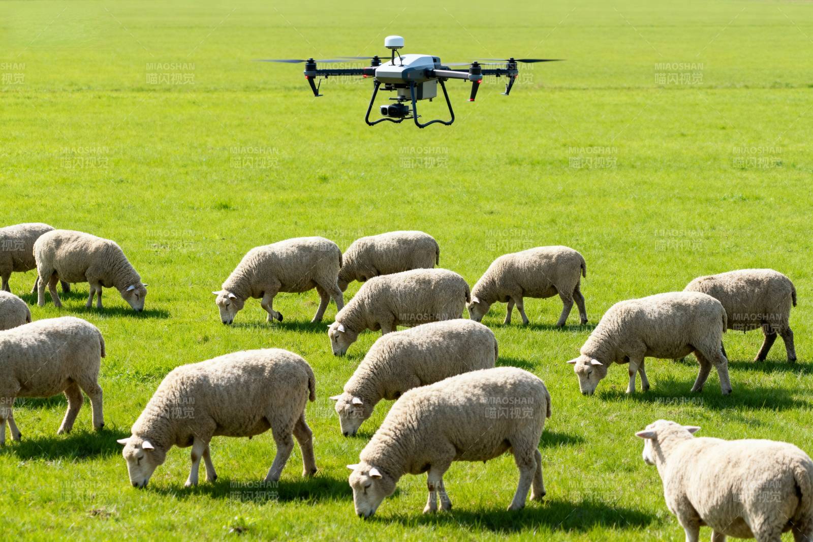 无人机牧羊图片