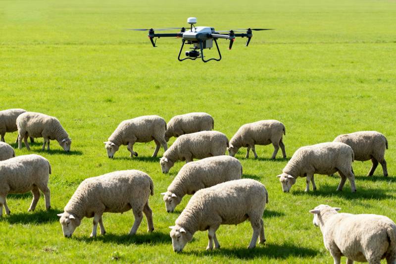 无人机牧羊图片