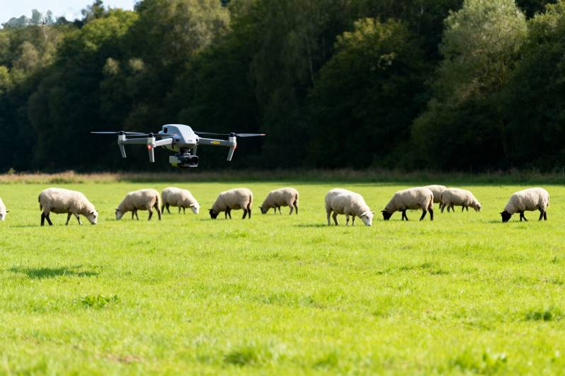 无人机牧羊图片