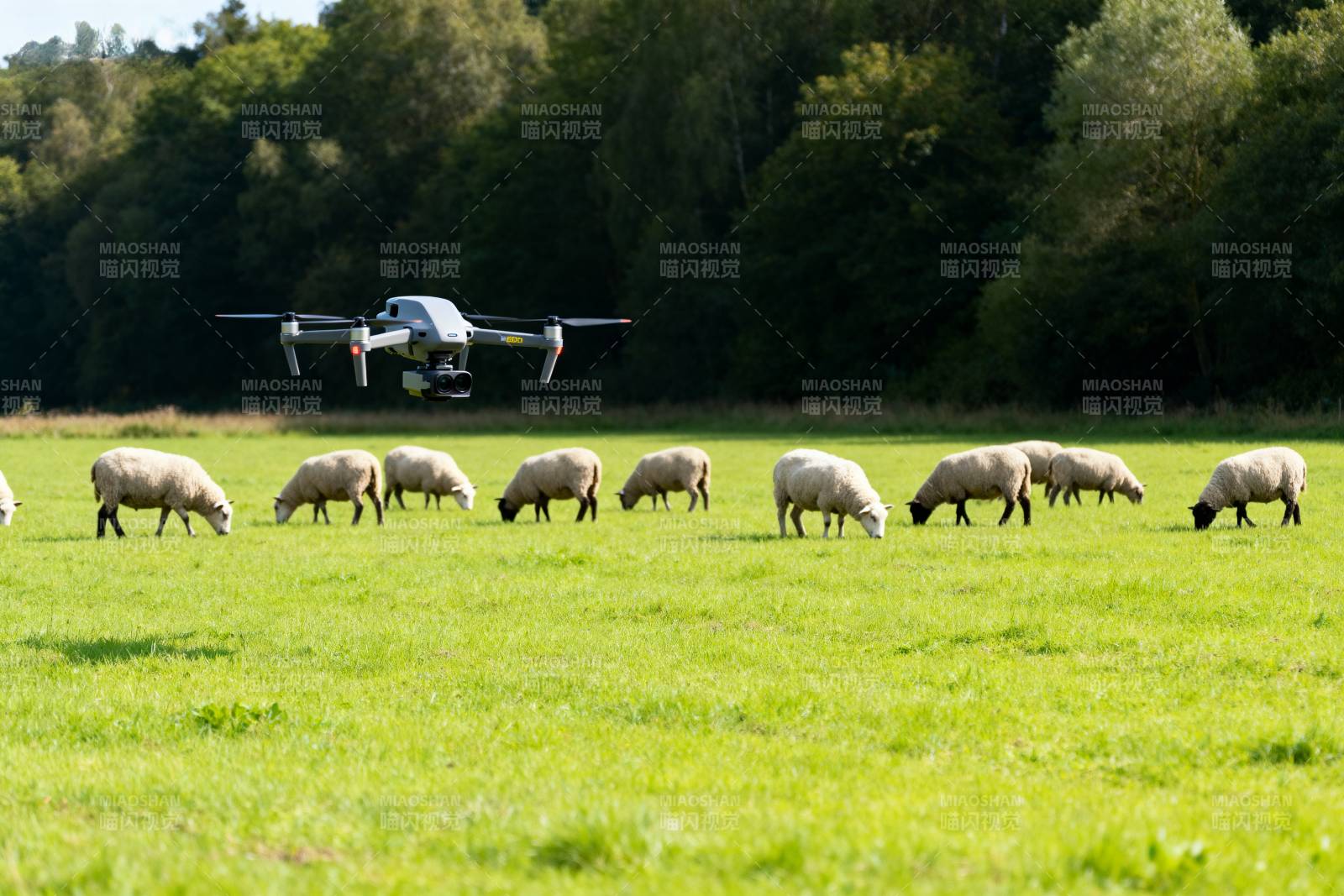 无人机牧羊图片