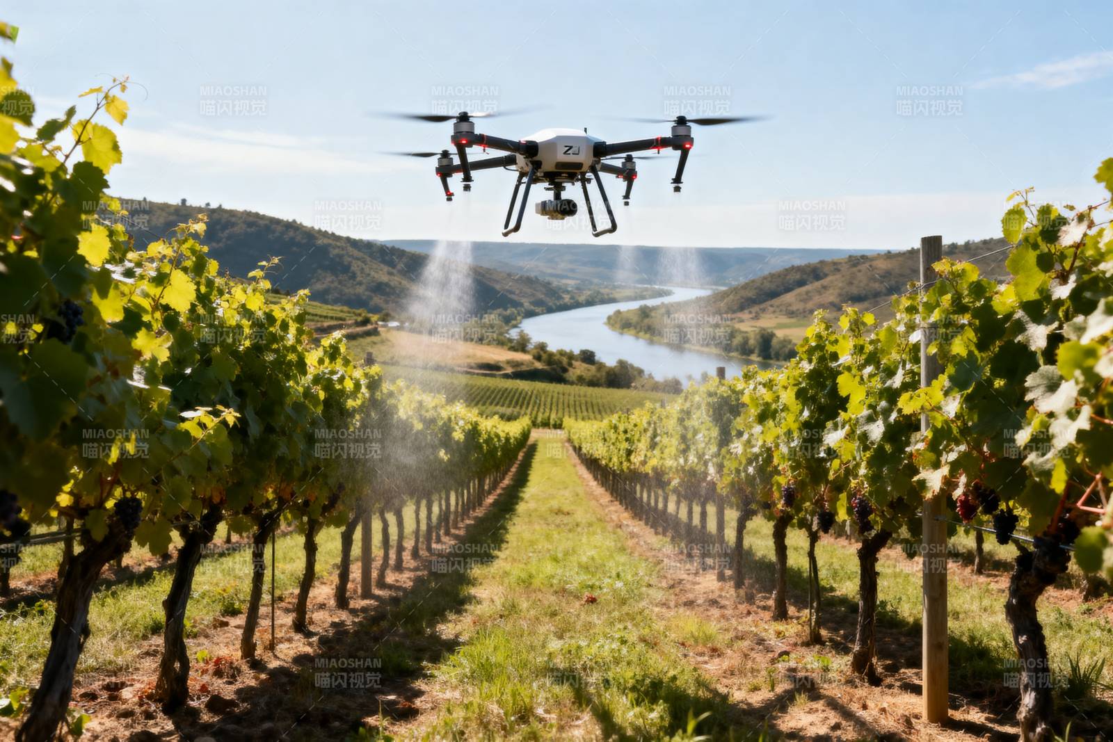 无人机喷洒葡萄园图片